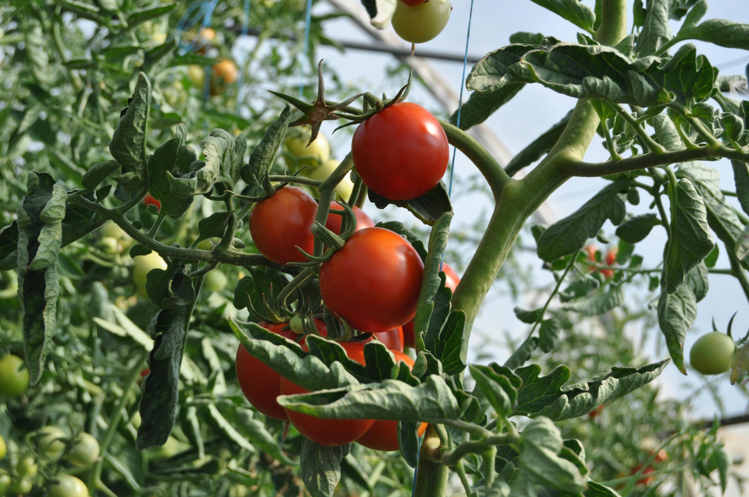 8 Causes Of Tomato Leaves Curling And What To Do